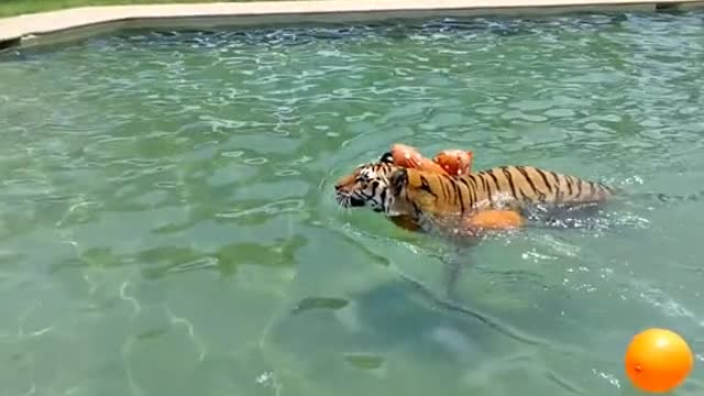Just a big kid in the pool!!