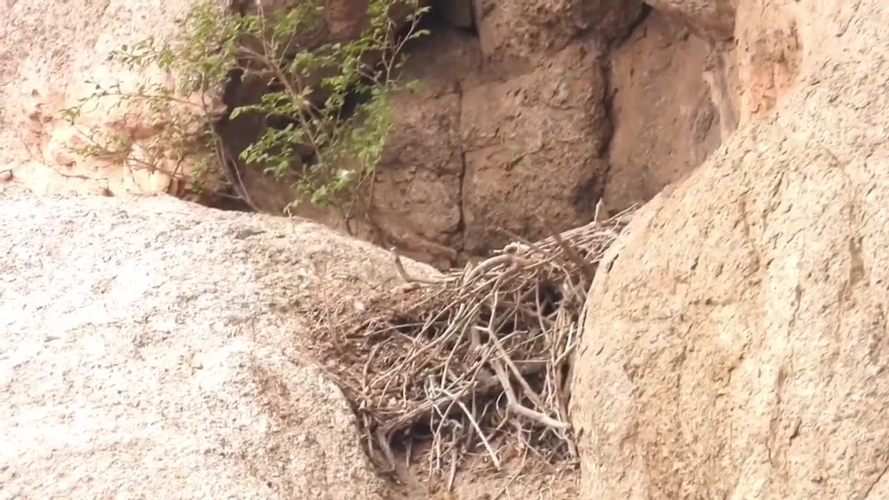 shy little falcon