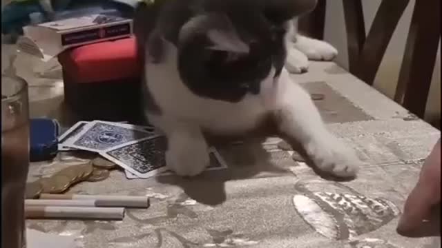 Super talented Cat 😺 🐈🐈