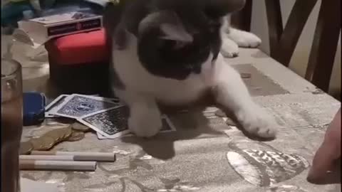 Super talented Cat 😺 🐈🐈