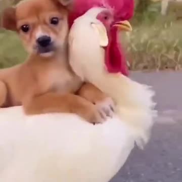 😍Cute and Funny Dog Compilation