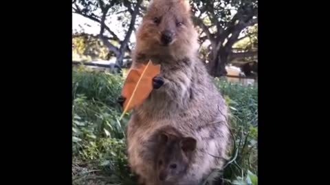 humorous animals