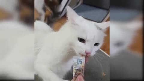 Baby Cats - Cute And Funny Cat Video Compilation #22 | funny animal...
