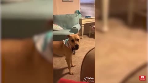 Energetic Dog Falls Off The Bed