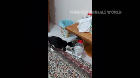 Funny Cats And Dogs Videos 😁 - BEST Funny Animal Videos 2024