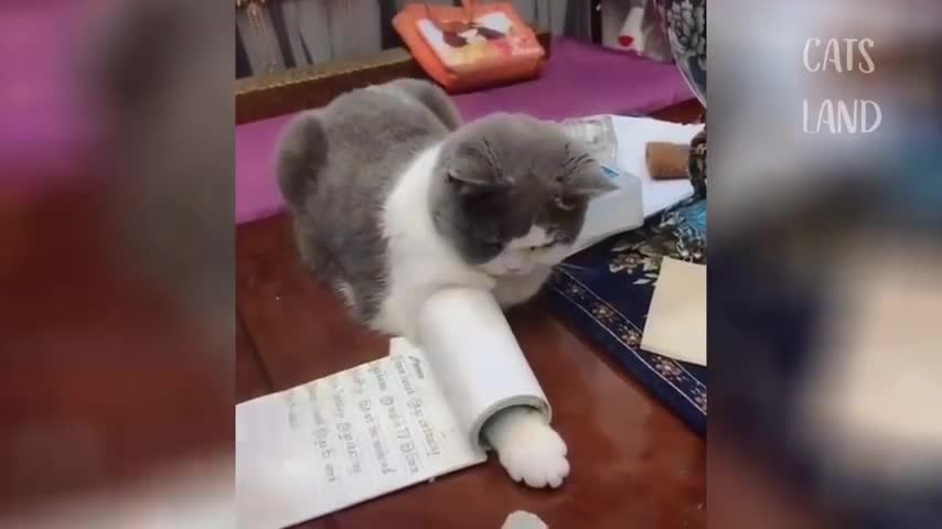 so beautiful and funny cats ever in the world