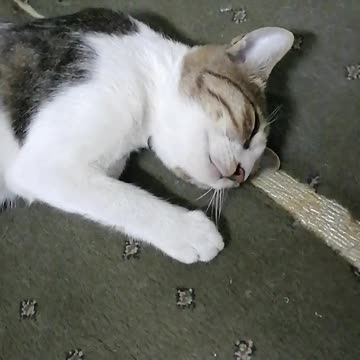 Cat sleep