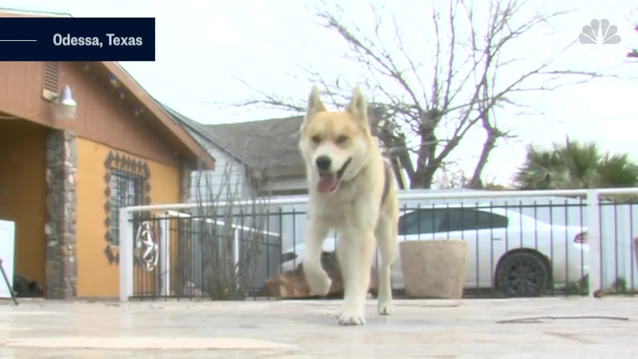 Just Visiting - Runaway Dog Drops By Police Station