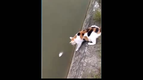 Funny cat almost fell down the river while catching his dinner