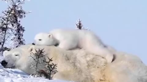 Polar Bear
