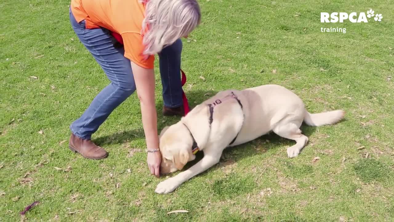 Dogs training video, teach your dog how to sit