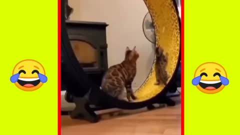 One cat hit the other cat while spinning the wheel.