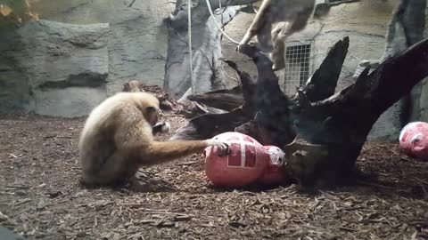 Gibon Kent zna hoće li Hrvatska pobijediti Dansku