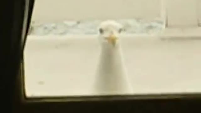 Seagull Trying To Break Into Car | Funny Bird Video