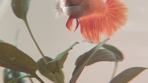 #Beautiful female Betta