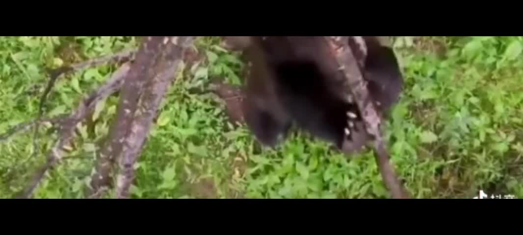Big brown bear rubbing against the tree