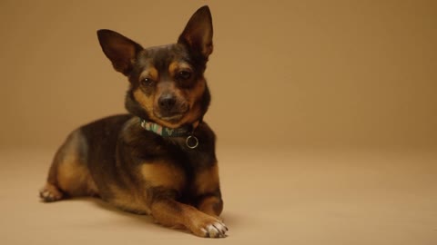 Close-Up View of a Cute Dog.