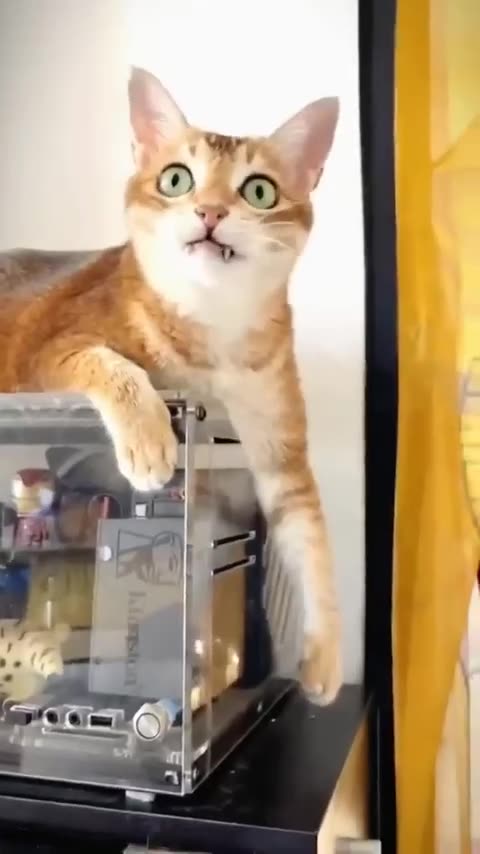 😹Cats Doing Cat Things😹 #7