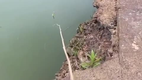 This is a beautiful and charming water-dwelling species