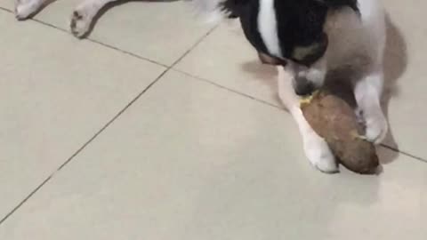 Chihuahua stole whole sweet potato to eat