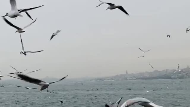 Birds flying