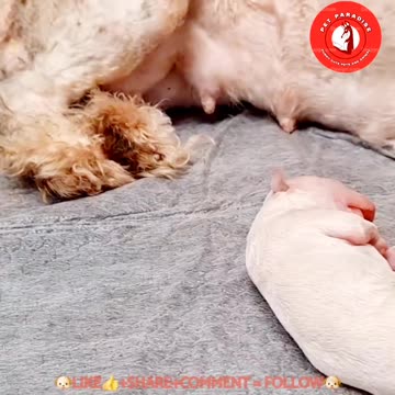 🐶"Sweet Moments with a Newborn Pink Puppy"🐶
