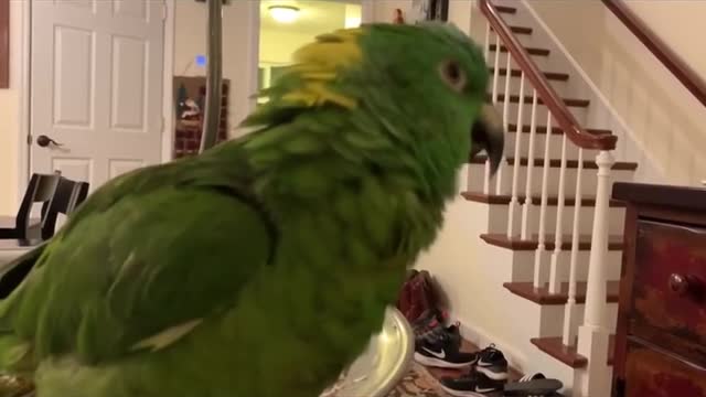 My Parrot says warning a little salty at as the end to wife