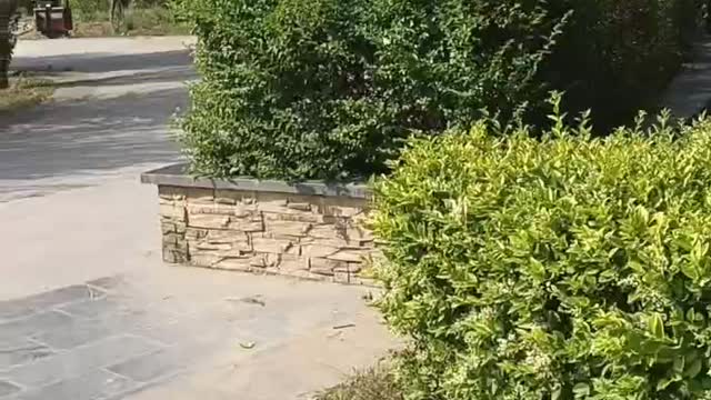 Holly tree in the park