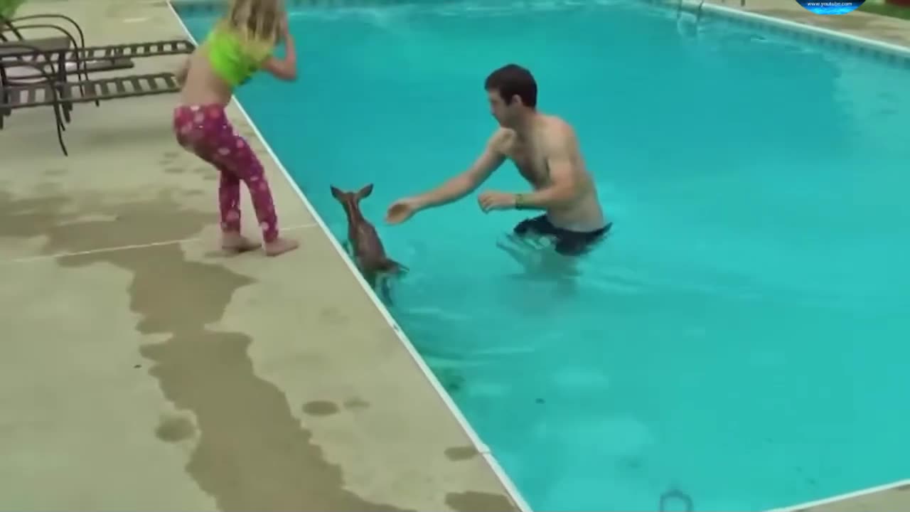 Saved the baby deer amazing video full watch