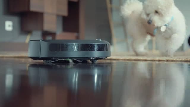 A dog fascinated by a robot vacuum cleaner in the living room_batch