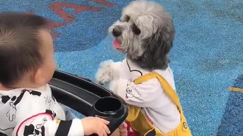 Sweet Dog With Funny Simile