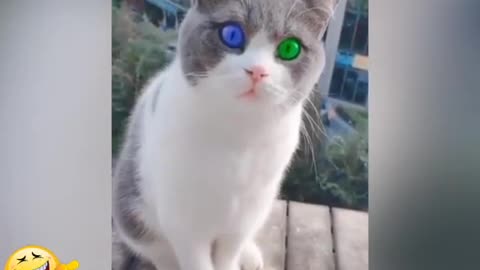 Funniest video of the funniest cats