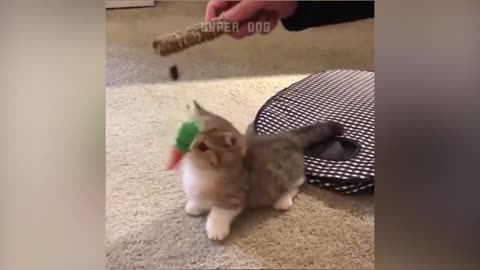 Funny Cat Reaction Videos - Try Not To Laugh 🤣