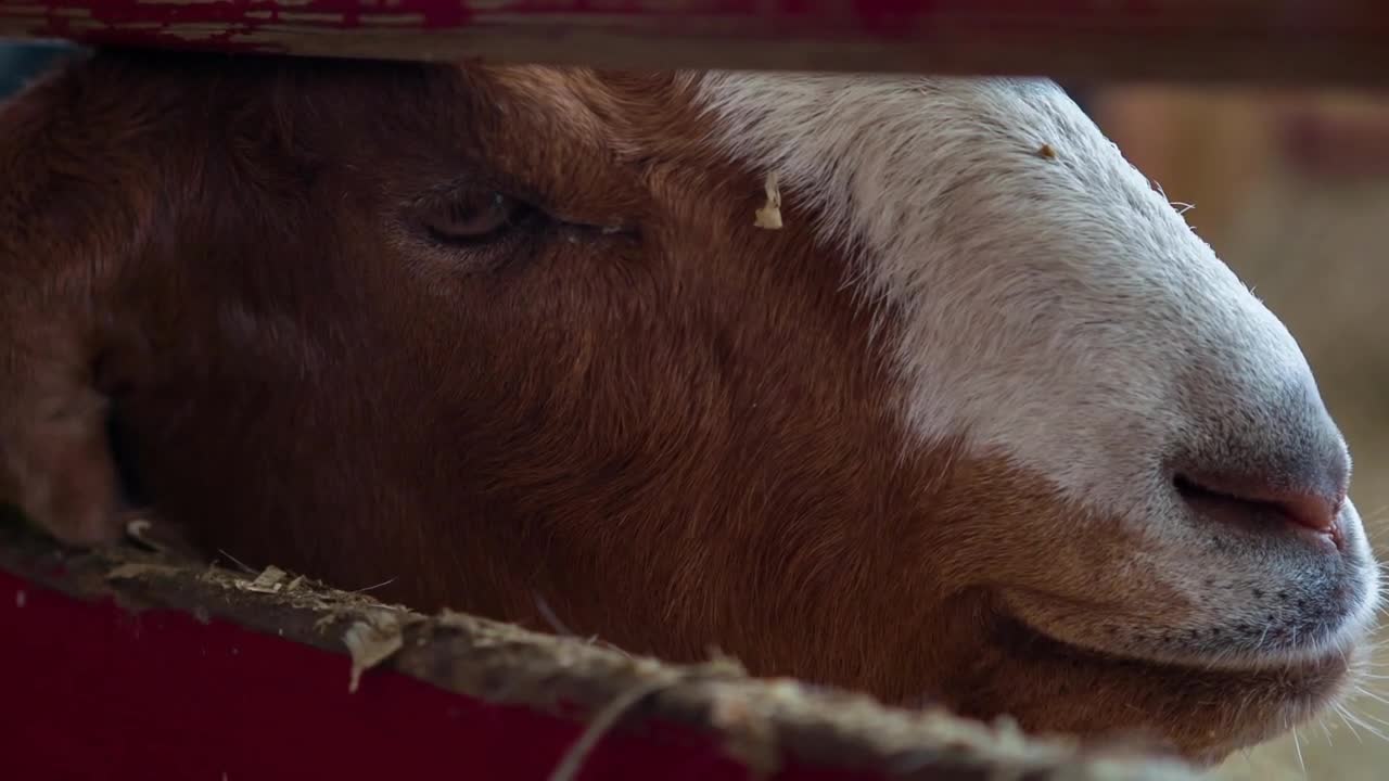 Goat leaning against fence in barn slow motion