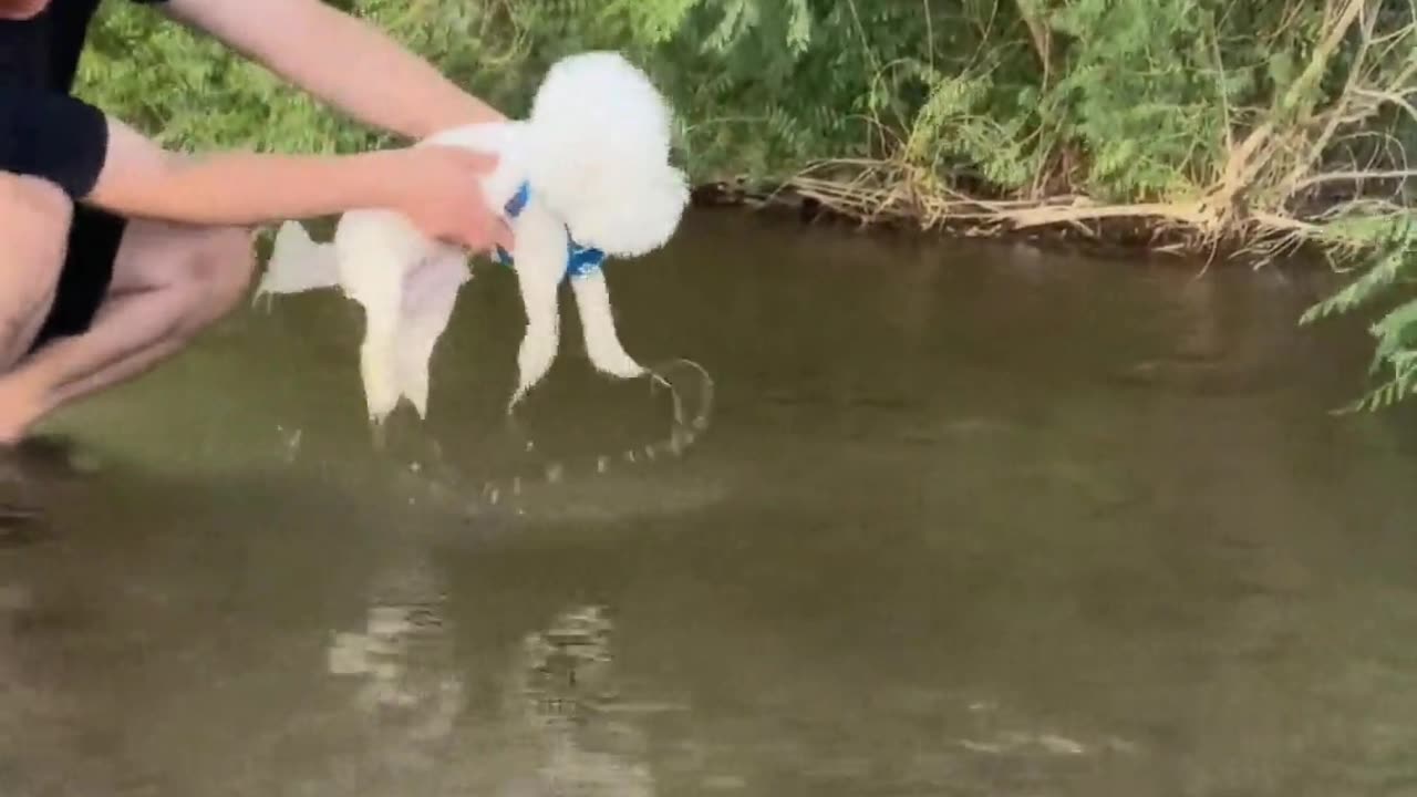 Teaching a puppy to swim, the posture must be correct.