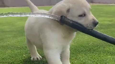 Puppies Play with Water!