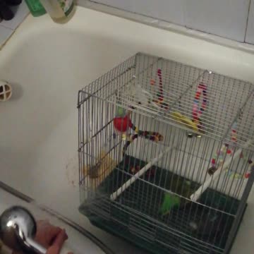 My beautiful parrots in the shower.