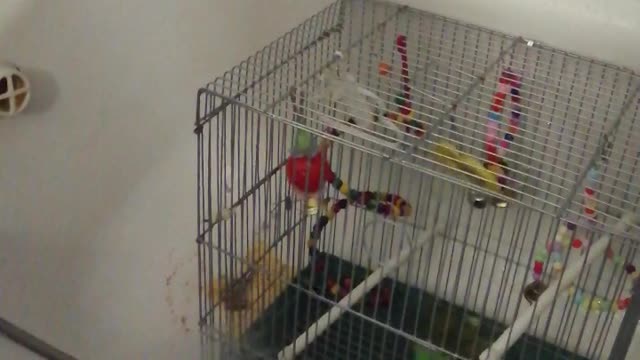 My beautiful parrots in the shower.