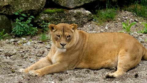 Leão Hagenbeck Bocejando Gato Grande Tomar Sol