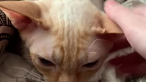 Cornish Rex hisses