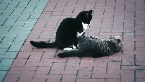 Two cute cats playing on the street