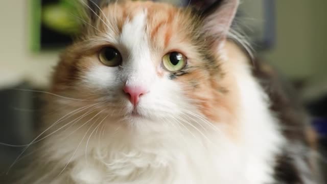 Very cute kitten, do you like it?