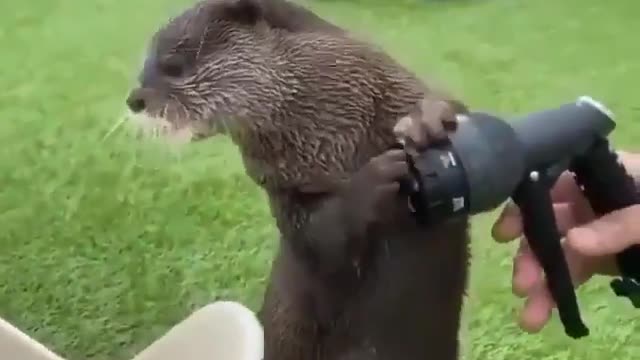 Otter saves water