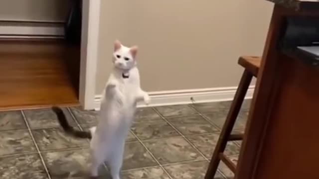 Funny kitten