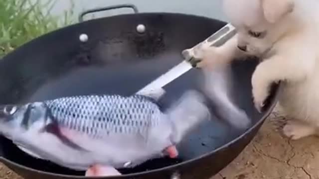 Dog making fish