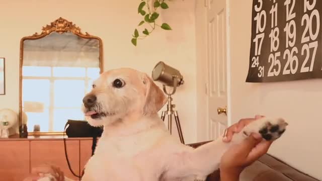 Cute dog playing in a house