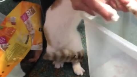 HELPING CAT - HELPING THE HELPER