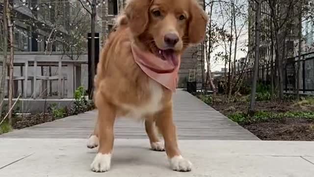This dancing dog you must see🤣