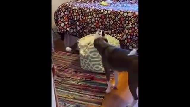 Funny cat