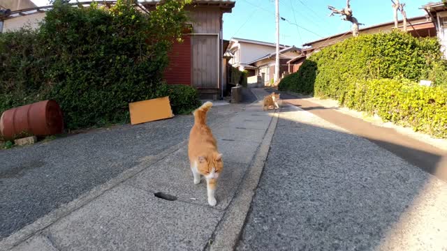 Outdoor kittens